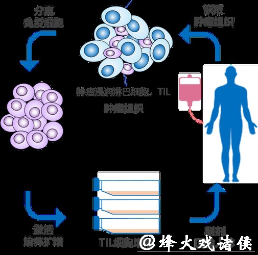 免疫系统为何阻止不了肿瘤转移?这项成果破解谜题,登上《细胞》 免疫系统为何阻止不了肿瘤转移?这项成果破解谜题,登上《细胞》